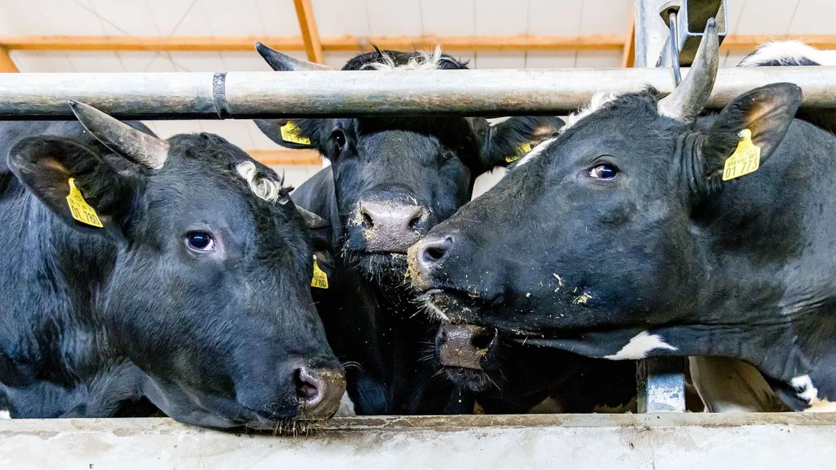 Police Arrest Suspected Cattle Thieves After Over 200 Cows Go Missing