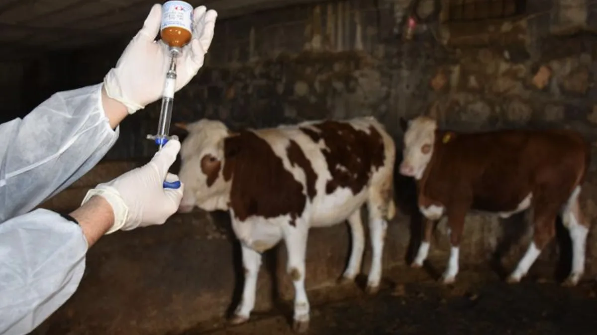 Turquía elimina las tasas de vacunación e identificación de animales para los ganaderos