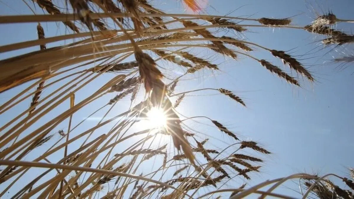 Turkey to Rent Out Uncultivated Farmland Seasonally