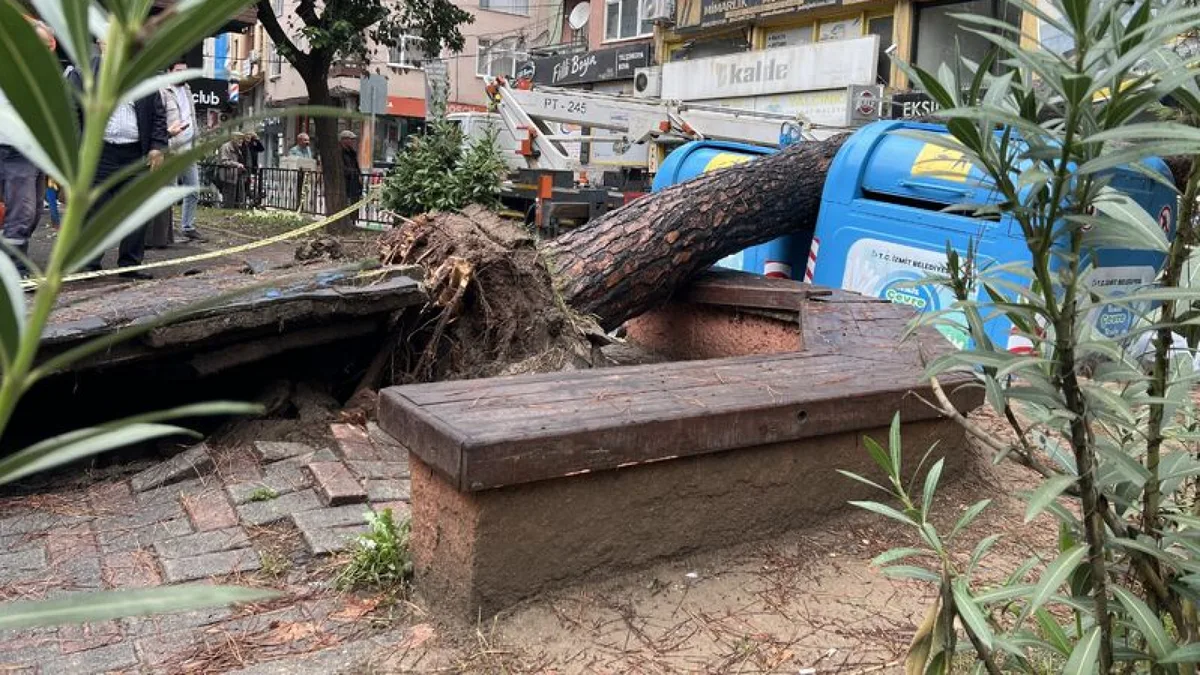 Tree Falls in İzmit Due to Storm, Blocking Street