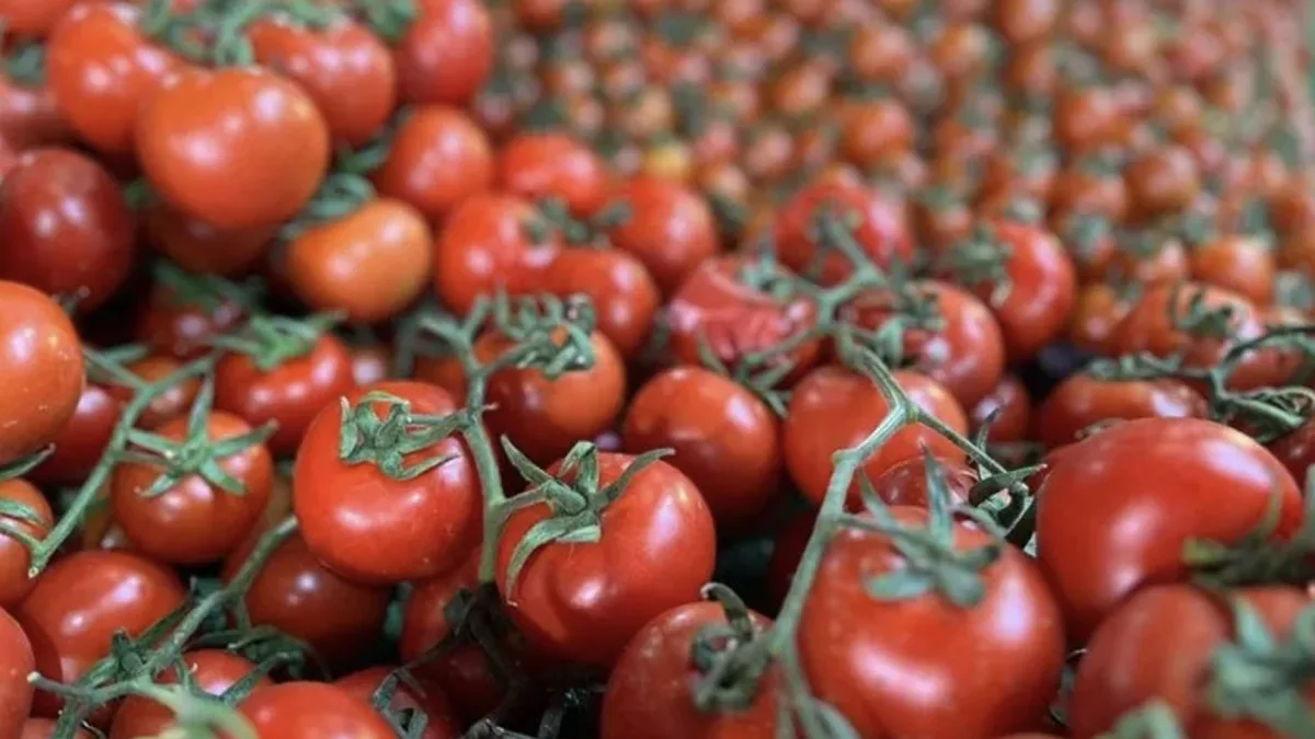 Informe de TZOB detecta una diferencia de precio del 999,2% en los limones; los tomates registran las mayores subidas en octubre