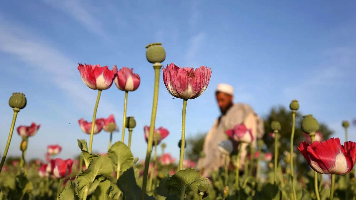 Afghanistan Opium Production Quintuples Despite Taliban Ban, UN Says