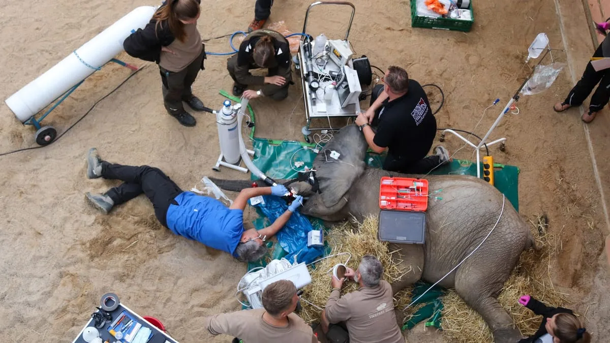 Simon, elefante de dos años, es operado de un colmillo en el zoo de Berlín