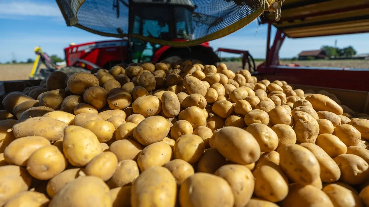 Aardappeloogst in Noordwest-Europa keldert door hitte en droogte