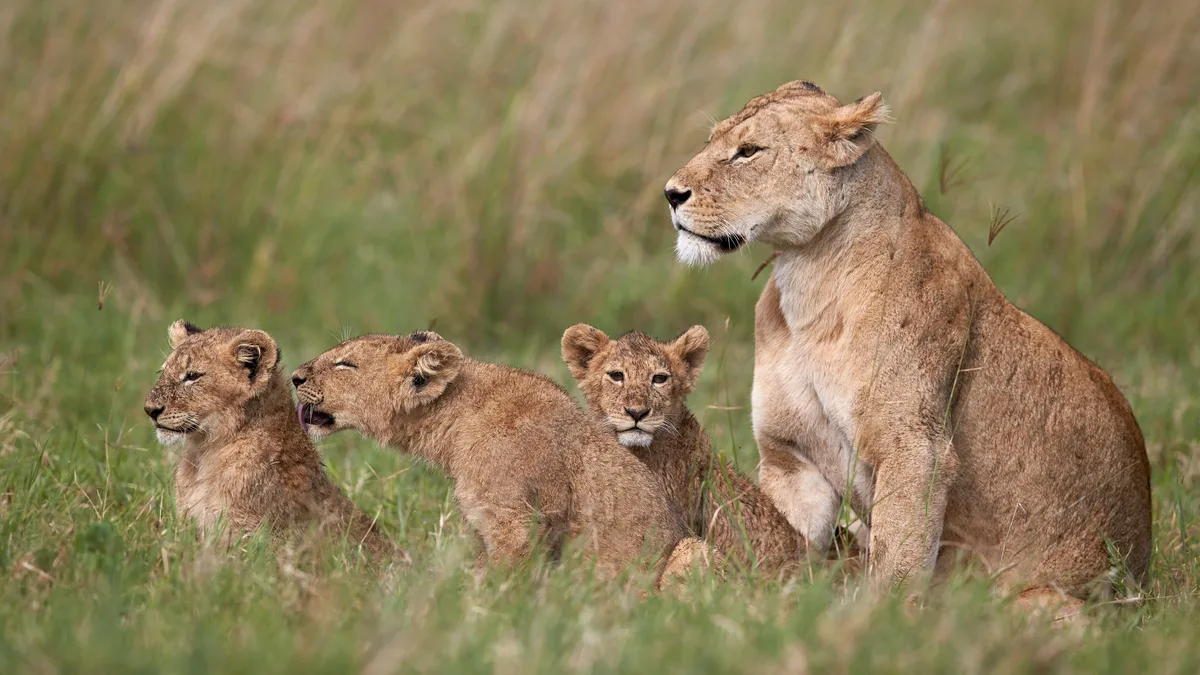 Dix lions retrouvés morts dans la zone de conservation du Ngorongoro en Tanzanie, empoisonnement suspecté