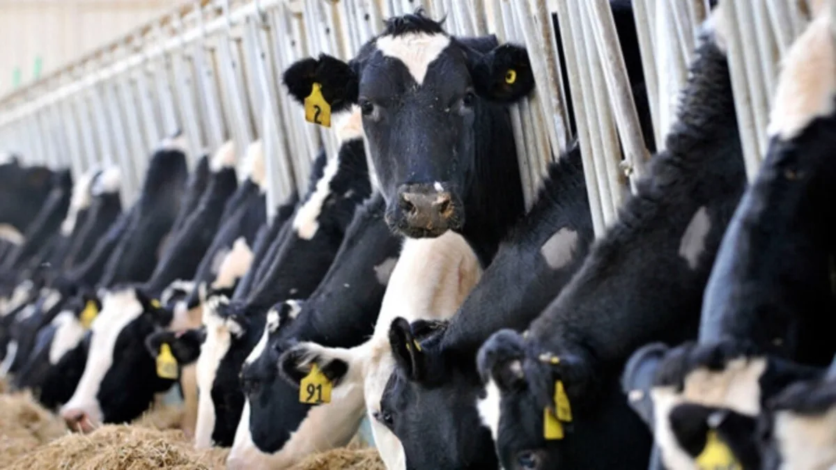 Turkey’s Collected Cow’s Milk Rose 9.5% to 1.02 Million Tonnes in August
