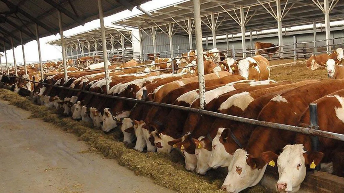 Turkije plant volgend jaar 480.000 stieren te importeren