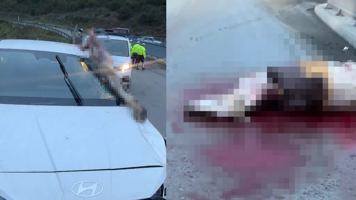 Auto investe un cavallo ad Arnavutköy, a Istanbul: l’animale muore e tre persone restano ferite