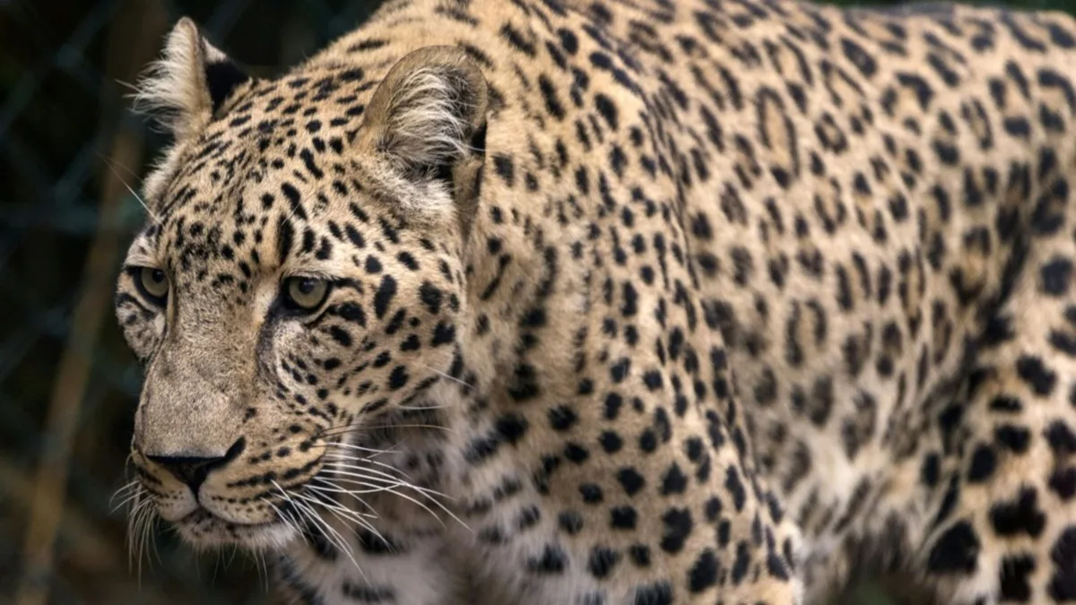 Dierverzorgster overleden na aanval door luipaard in safaripark Beekse Bergen in Nederland