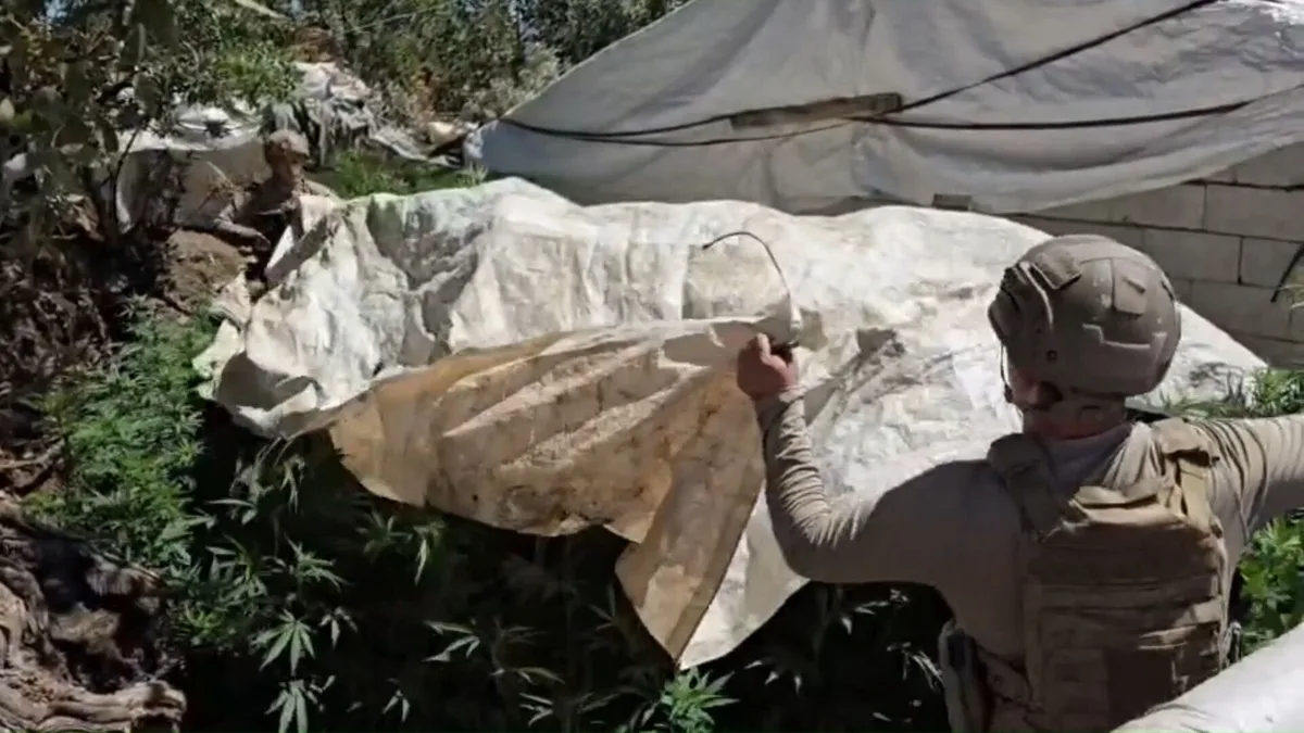 Turquía: Más de 217.000 plantas de cannabis destruidas en una operación en Diyarbakır