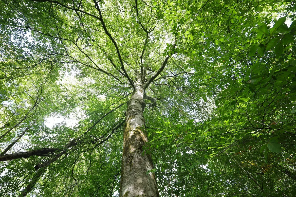 Waldsterblichkeit in Frankreich verdoppelt sich in zwei Jahrzehnten aufgrund des Klimawandels