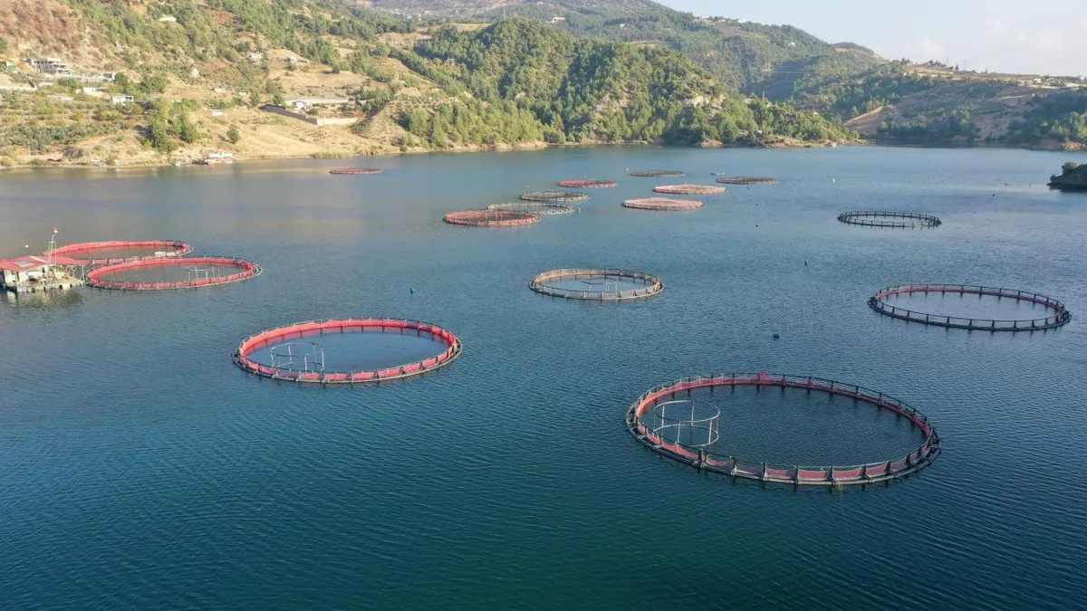 Le esportazioni di frutti di mare della Turchia raggiungono 1,8 miliardi di dollari in nove mesi