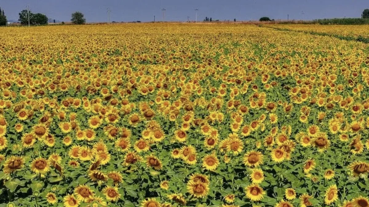 Turkey’s TİGEM to Sell 211.9 Tons of Oilseed Sunflower