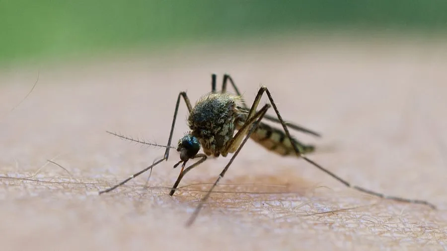 Sept personnes infectées par le virus du Nil occidental transmis par les moustiques en Allemagne