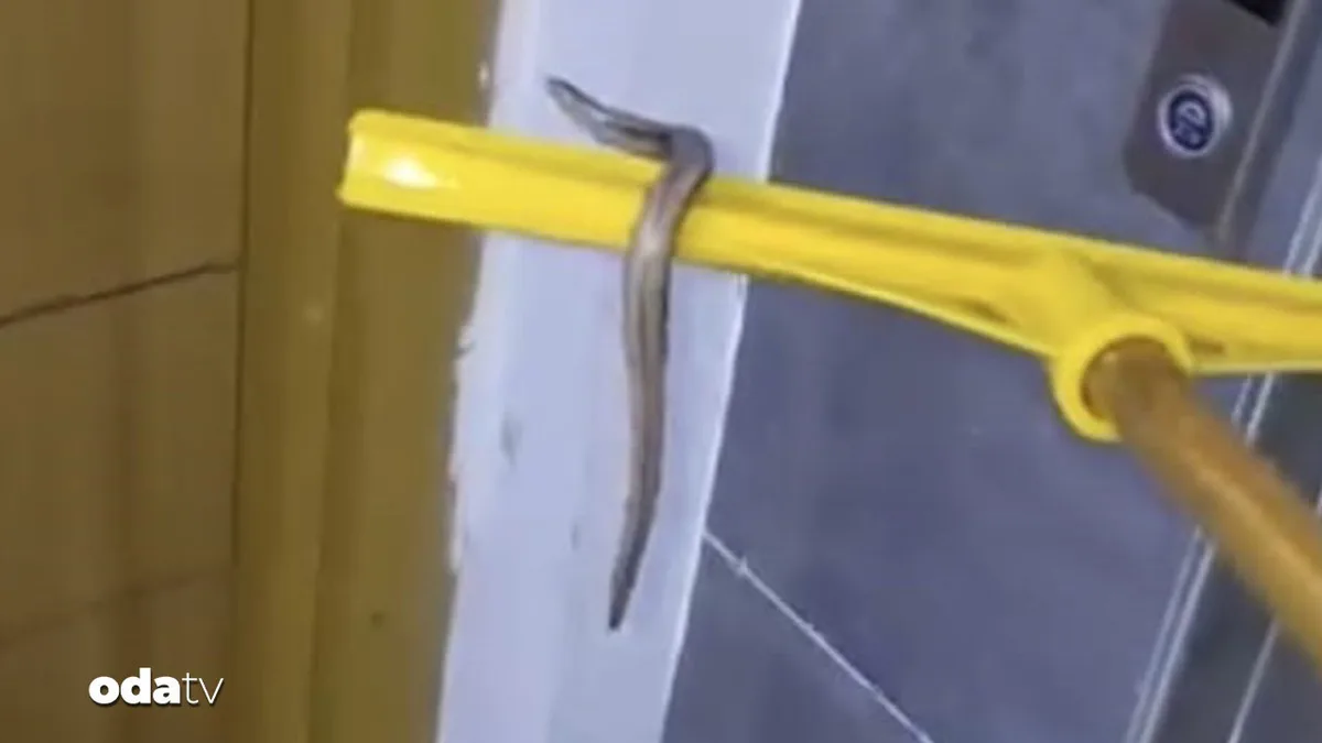 Snake Found in Flooded Apartment Basement in Istanbul’s Arnavutköy District