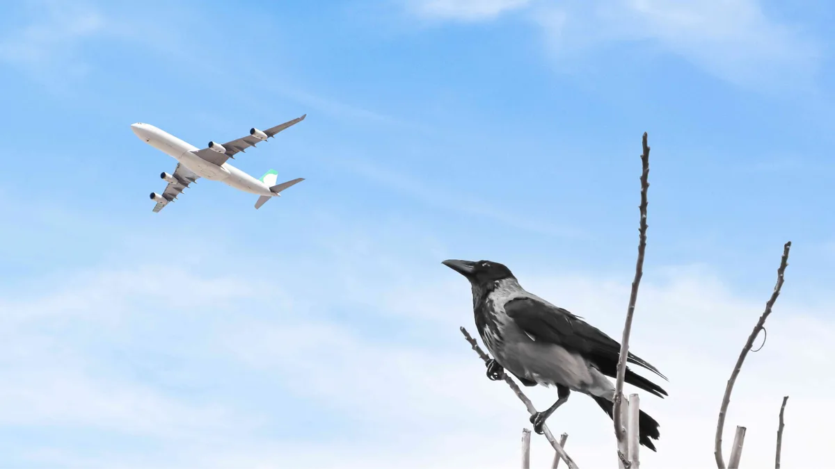 Pegasus Flight to Copenhagen Returns to Istanbul After Bird Strike