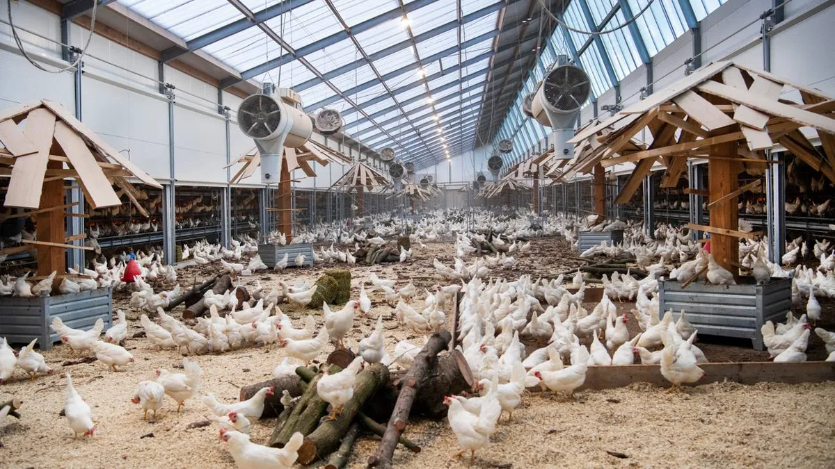 Netherlands orders nationwide poultry housing measures after three bird flu outbreaks