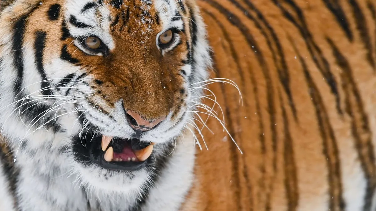 Mann stirbt, nachdem er in einem Zoo im Norden Englands in das Gehege eines Sibirischen Tigers eingedrungen ist