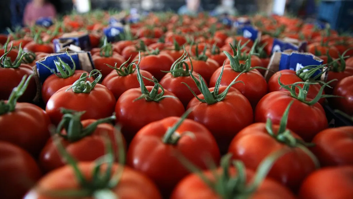 Turkey’s Fresh Vegetable Exports Rise 10% to $822.7 Million in Nine Months