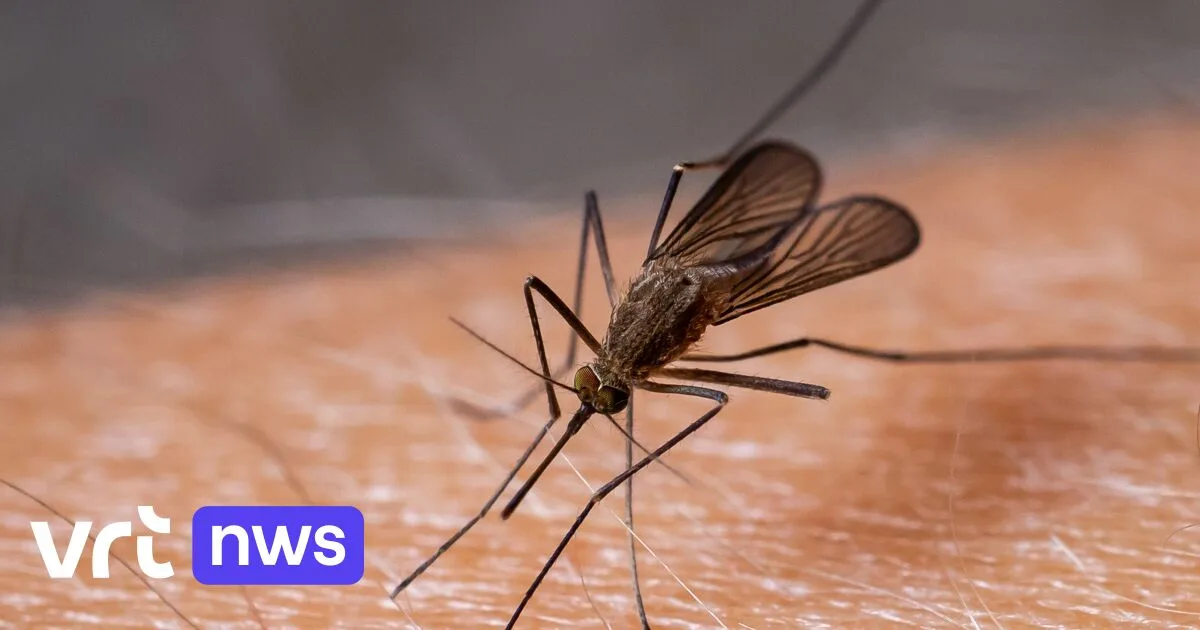 Twee mensen overlijden na besmetting met het Westnijlvirus in Vlaanderen
