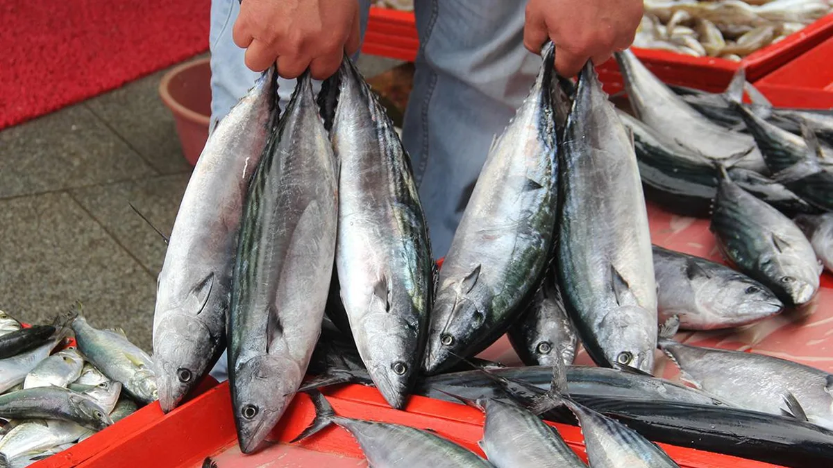 Il Bonito domina le vendite di pesce a Istanbul ad agosto