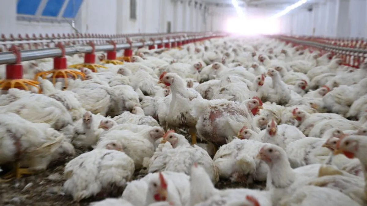 Türkei steigerte Hühnerfleischproduktion im August um 3,7 Prozent und Eierproduktion um 21,4 Prozent