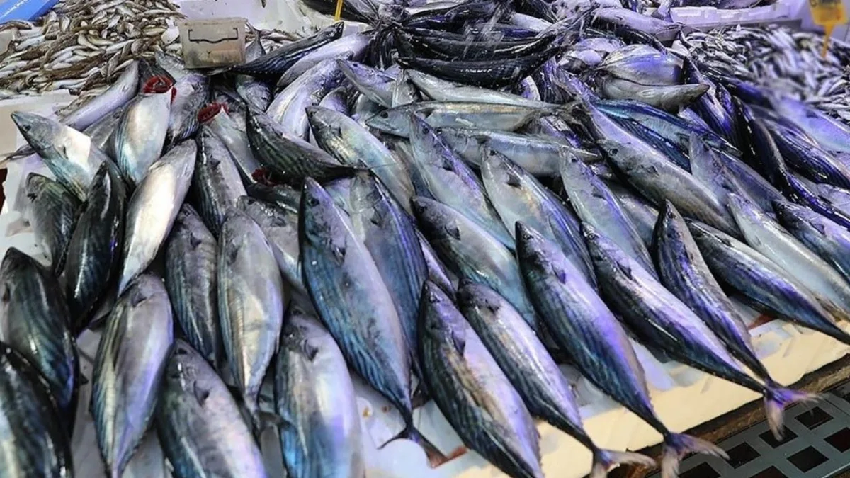 L’association de pêche d’Istanbul appelle à une pause temporaire de la pêche au bonite face à la baisse des prix