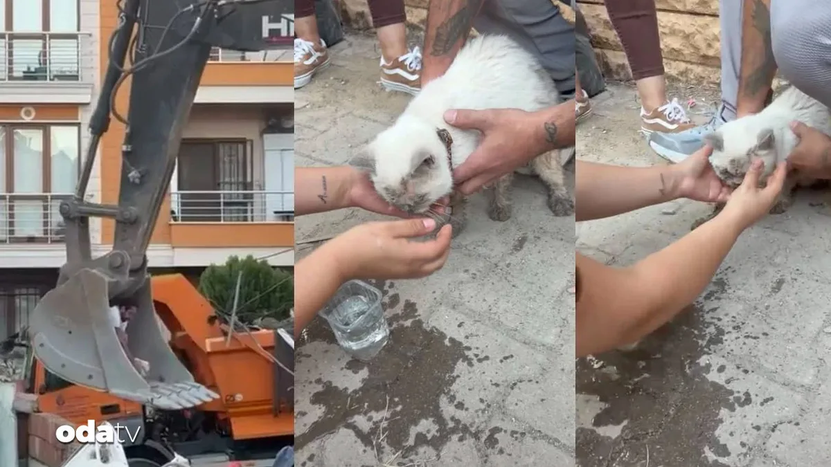 Cat Rescued Alive Hours After Building Partially Collapses in Maltepe