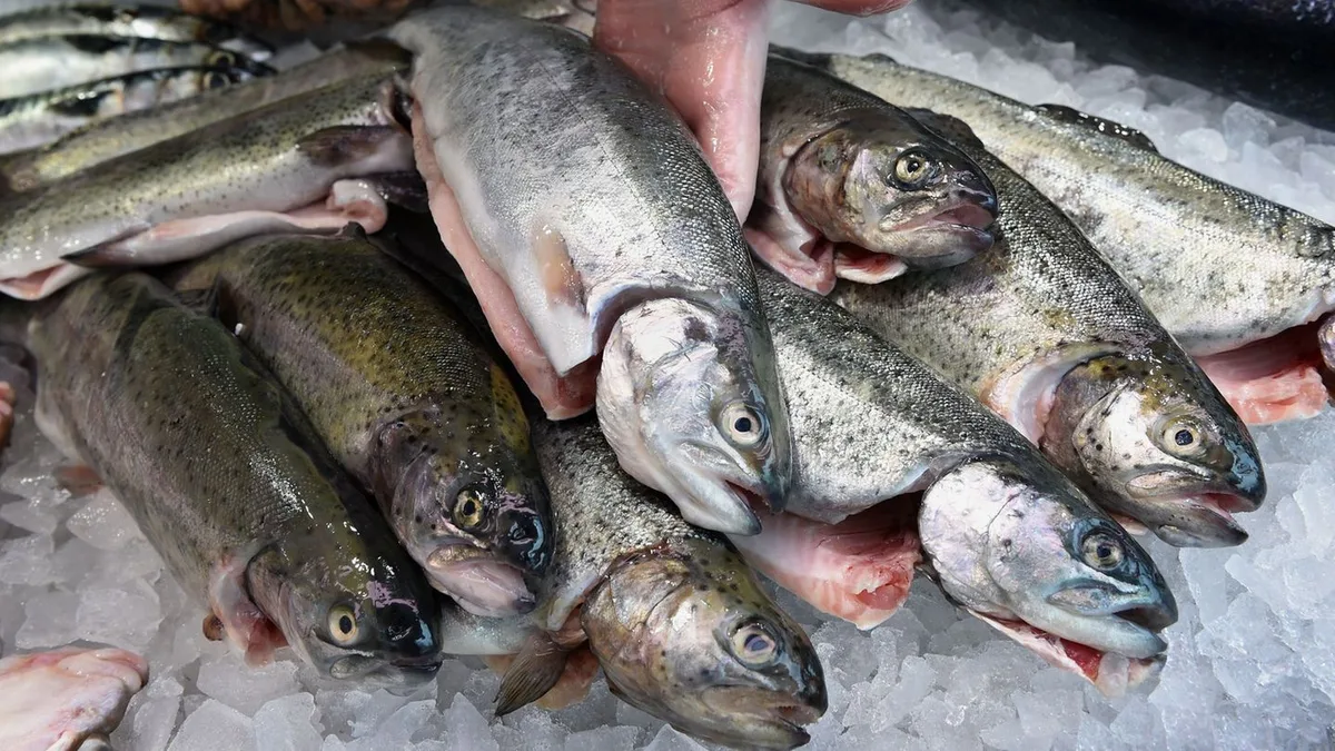 La Commission européenne propose une nouvelle stratégie pour moderniser la pêche et réduire son impact climatique