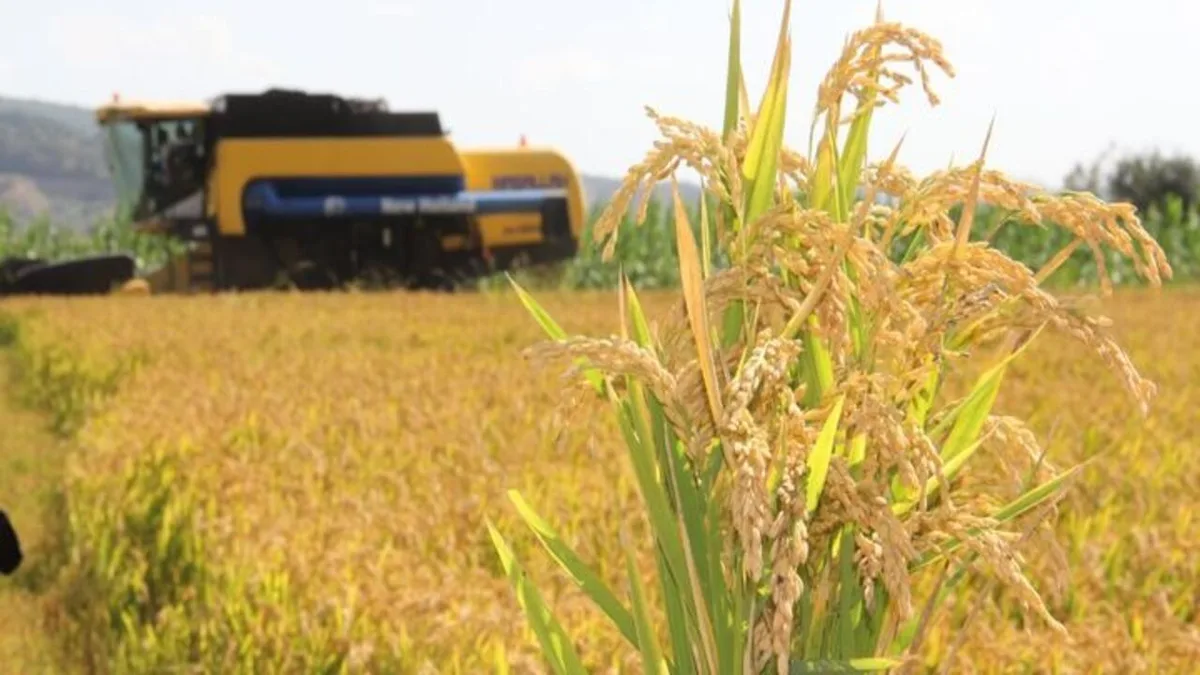 Turkey Sets 2026 Paddy Purchase Prices at 32,000 to 45,000 Lira per Ton