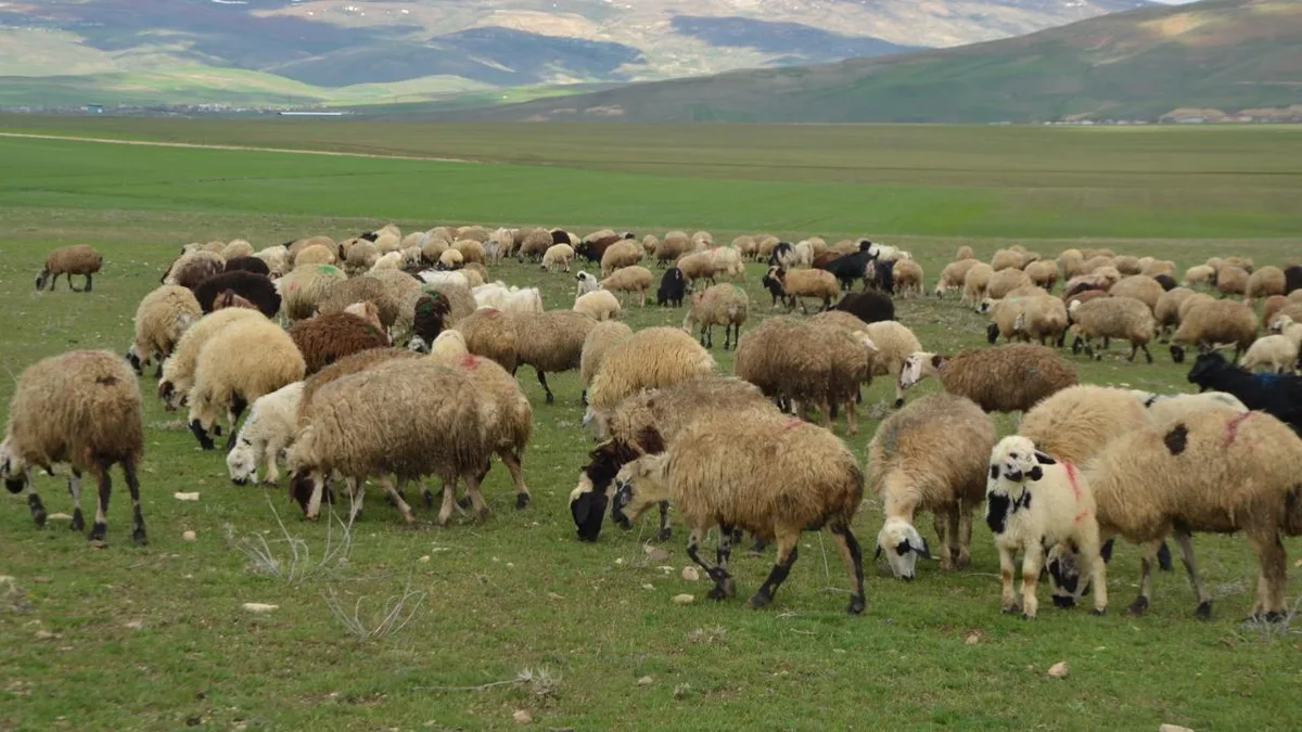 Turkey Plans 52.5 Billion Lira in Livestock Support for 2027
