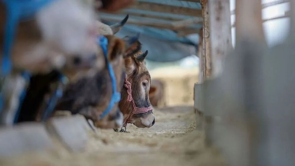 Turkey Updates Live Animal Transport Regulations, Mandating Quarantine for Undefined Animals