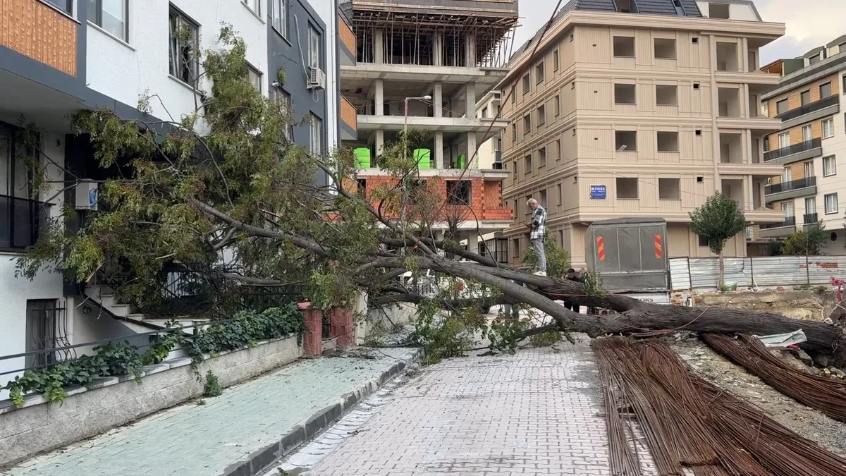 Woman Escapes Injury as Tree Falls Near Building in Avcılar, Istanbul