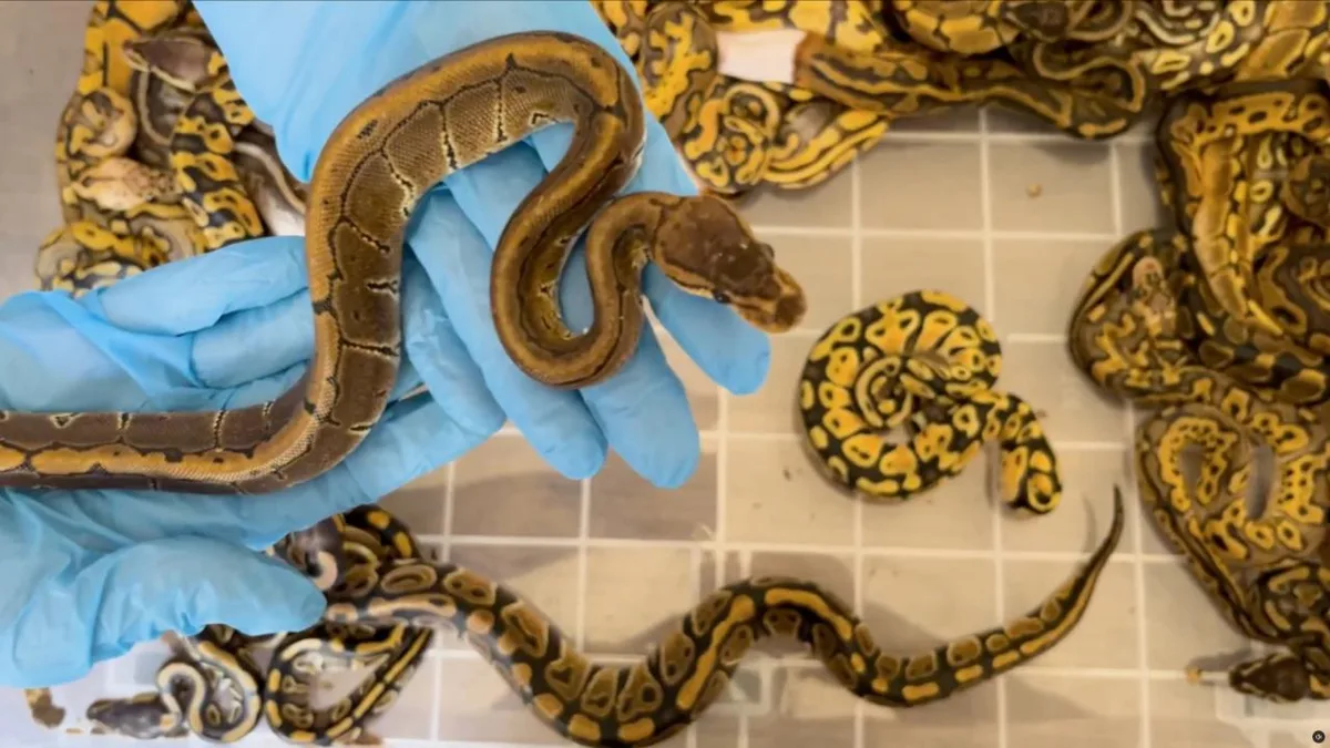 67 pythons vivants saisis au poste-frontière turc de Kapıkule ; une amende infligée