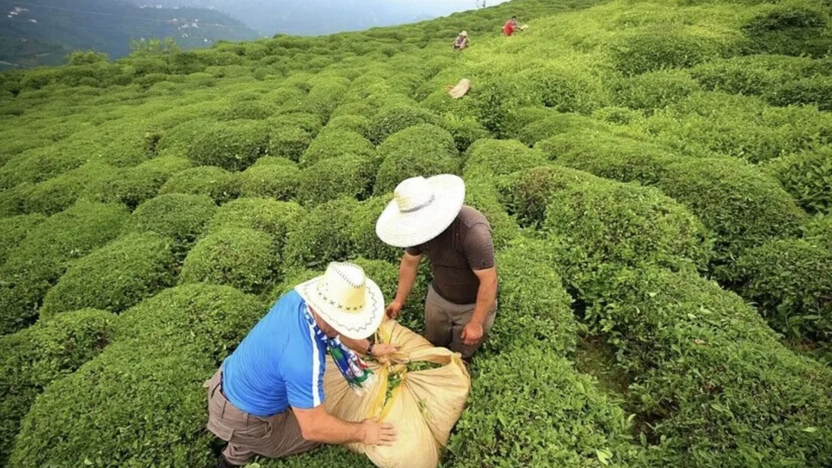 Turkey’s Tea Exports Reach $25 Million in the First Nine Months of 2026